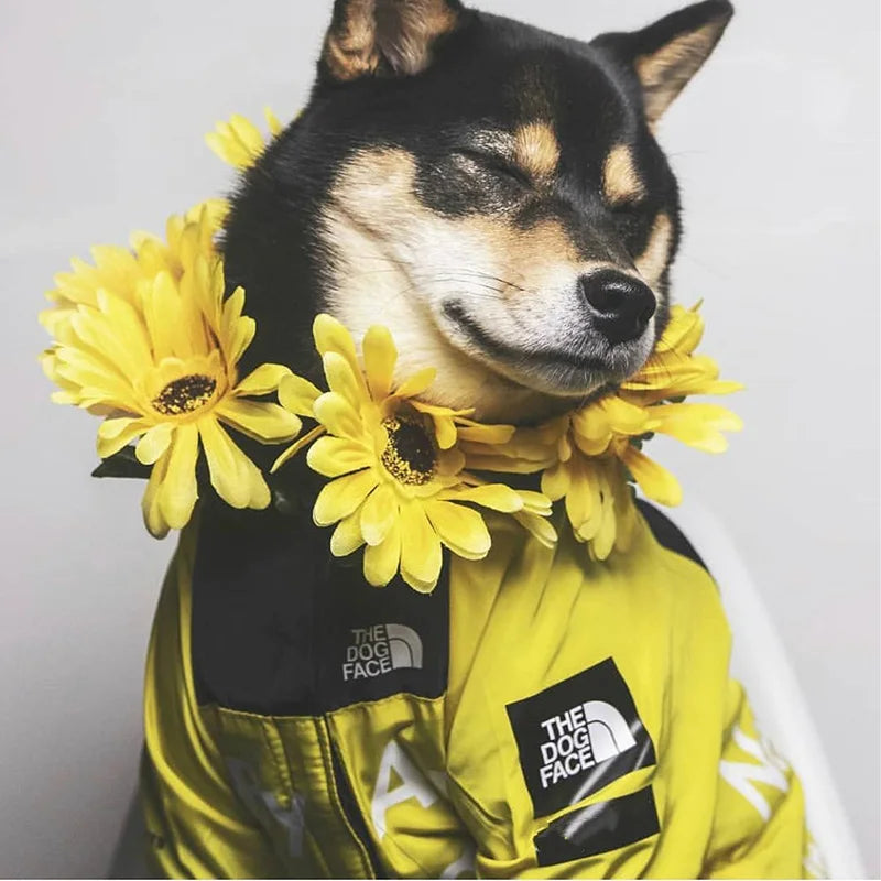 Raincoat For Dogs - lakescouleeoutdoors
